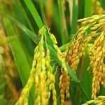 扬州大学博士生以第一作者身份在Nature Communications发文揭示脱落酸信号调控稻米品质和穗发芽的分子机制