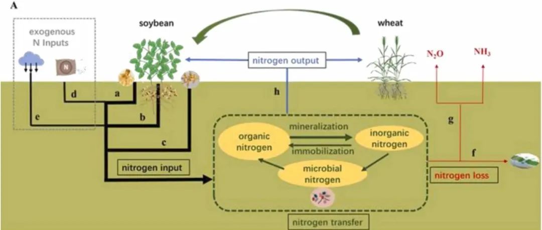 综述文章丨AGR ECOSYST ENVIRON：以大豆为基础的轮作的驱动因素可协同提高作物产量并减少温室气体排放