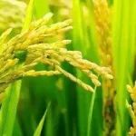 河南农业大学在植物学一区top期刊（IF=13.8、11.4）连发两篇水稻分子育种研究方面的重要进展