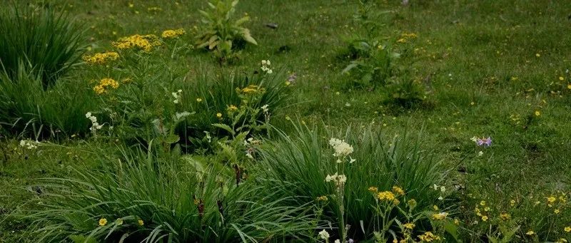 柏林自由大学研究团队《Ecology Letters 》最新成果！