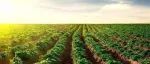 以第一/通讯作者身份在Molecular Plant、Nature Plants等发表研究成果，她将主讲全基因组选择专题