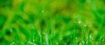 Nat plants：GA领域的先驱孙太平团队发现DELLA蛋白调控转录的全新机制