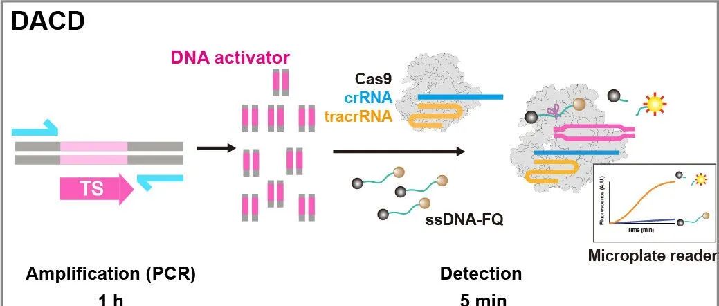 【科技前沿】厦门大学刘亮团队揭示CRISPR-Cas9系统的新型核酸酶活性，并建立全新核酸检测平台