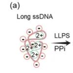 J. Am. Chem. Soc. | 光激活人工DNA无膜细胞器实现生命系统中细胞命运的时空调控