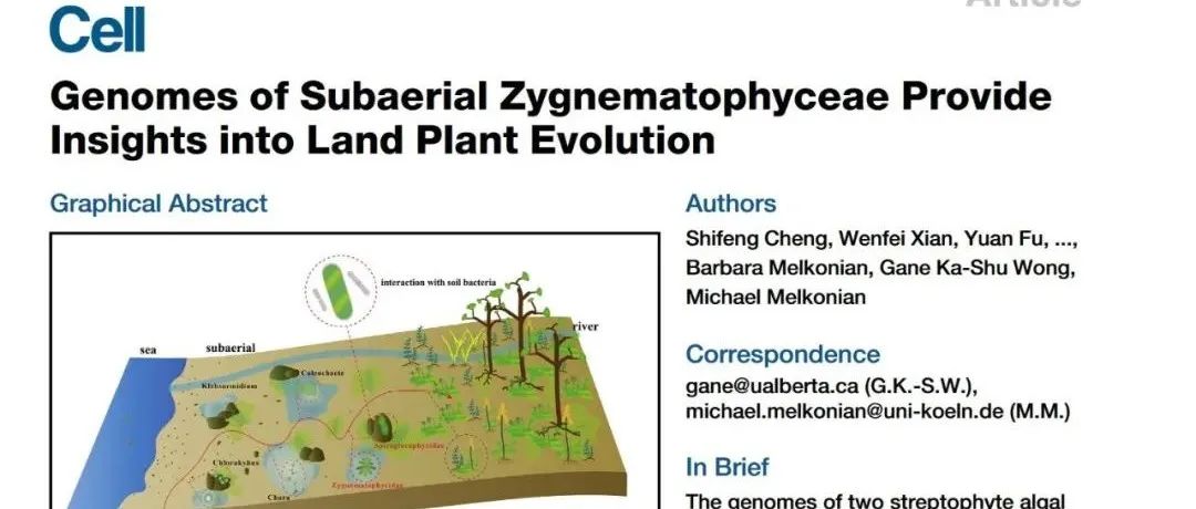 【文献分享】| 亚热带裸子植物基因组揭示陆生植物进化的奥秘