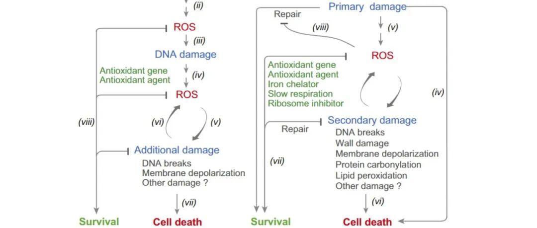 【Proc.Natl.Acad.Sci.U.S.A.】活性氧介导的应激后细菌细胞死亡[微生物学]