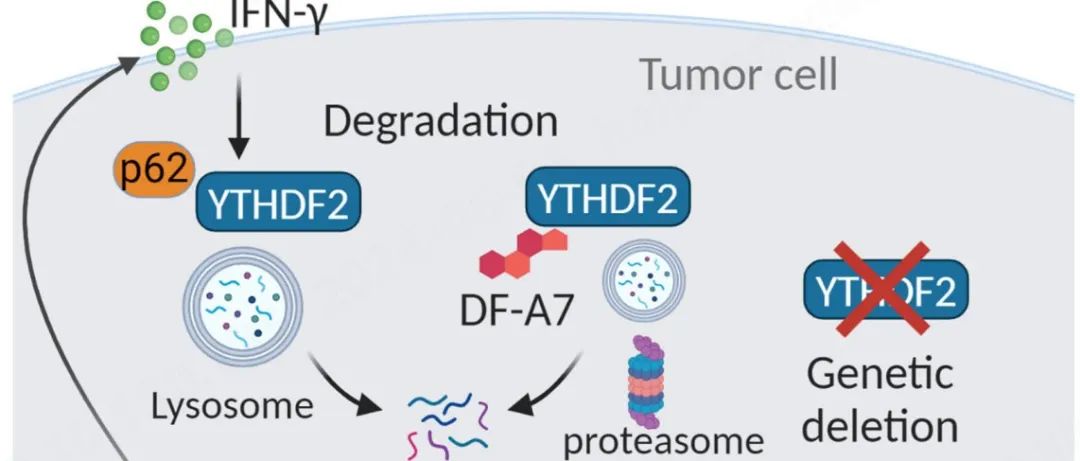 Sci Immunol| 希望之城国家医疗中心发现肿瘤免疫新靶点—YTHDF2