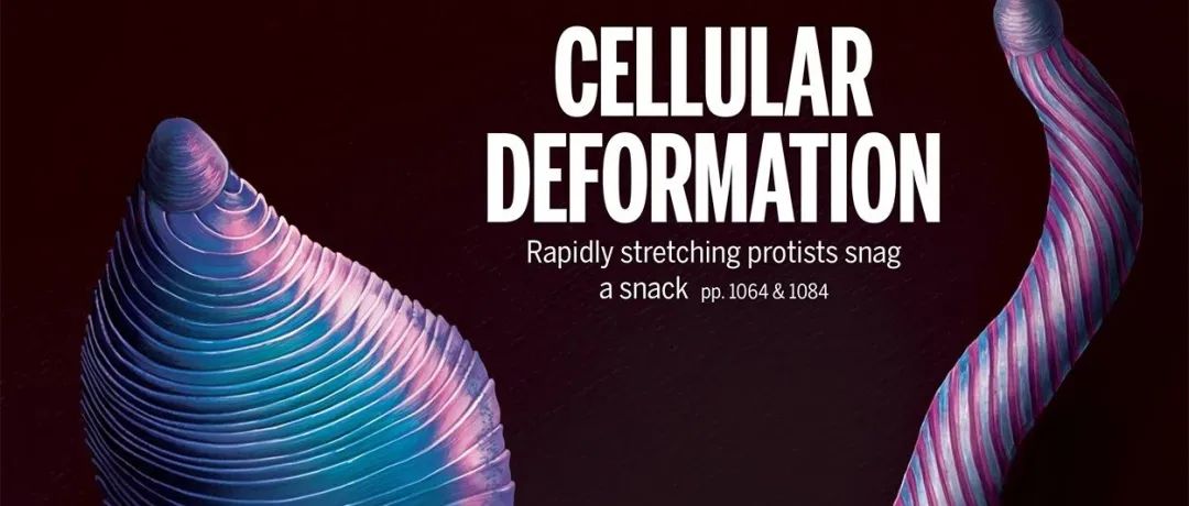 【Science封面】捕食性细小原虫的变形能力源于“折纸样”细胞结构