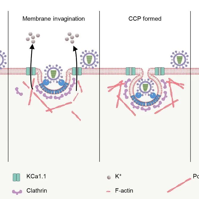 Nat Microbiol | 哈尔滨兽医研究所陈化兰/步志高揭示流感病毒关键受体