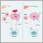Cell Metab | 西安交通大学朱文华/孟列素发现铁稳态的关键调节因子