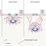 Nat Microbiol | 步志高/陈化兰发现流感病毒利用mGluR2作为内吞受体进入细胞