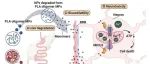 南方医科大学黄振烈教授团队Advanced Science｜胃肠道不完全降解形成低聚体纳米塑料加剧聚乳酸微塑料的神经毒性作用