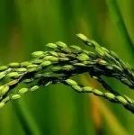浙江大学在Cell子刊（IF=11.8）发表最新研究成果，绘制水稻种胚单细胞时空图谱