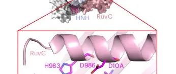 通过靶标DNA或RNA的结合激活Cas9的反式核酸酶活性