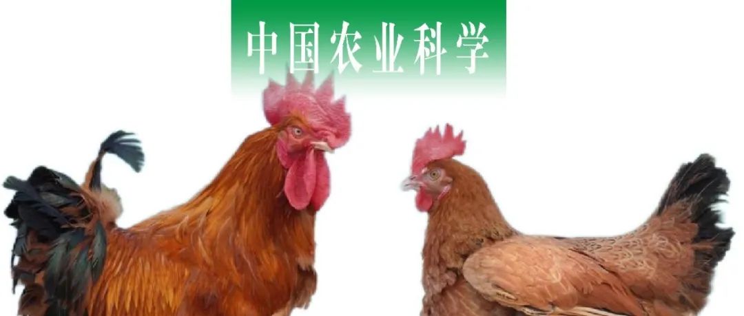 中国农业科学 | 海南省农业科学院文昌鸡育种与养殖团队基于全基因组关联分析筛选文昌鸡体尺性状相关分子标记