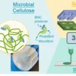 Chem. Soc. Rev.：微生物纤维素的生物制造：从生物适应性设计到仿生材料