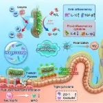Nano Lett：具有原位矿化纳米催化剂和靶向生物包覆层的益生菌用于治疗炎症性肠病