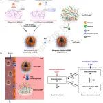 Biomaterials：在肿瘤微环境中实现无创的ROS成像和药物递送监测