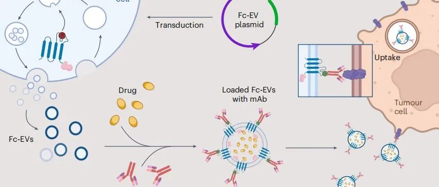 文献分享 ｜Nature Biomedical Engineering｜抗体表面展示的细胞外囊泡用于靶向癌症治疗
