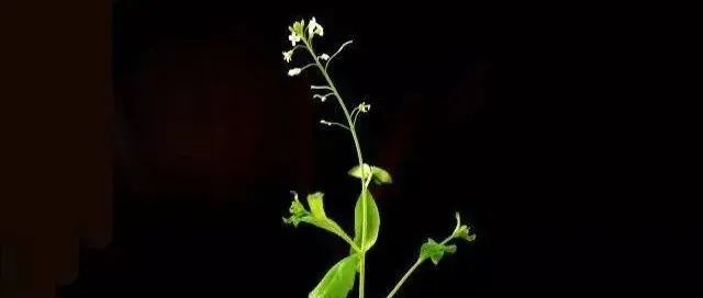 重磅！刚刚，我国植物科学领域再发Nature Plants！