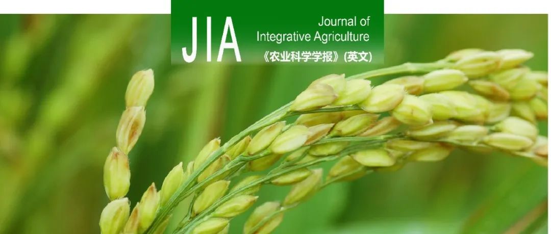 JIA | 扬州大学水稻栽培与生理研究杨建昌教授课题组综合栽培管理策略通过改善根系生长和根际环境实现水稻高产高效的研究