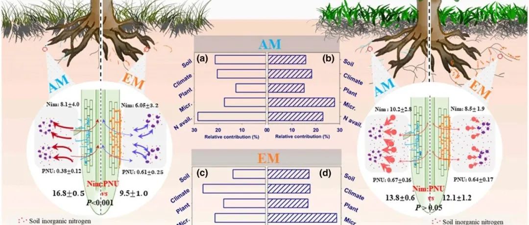 全球尺度Meta分析丨GLOBAL CHANGE BIOL：菌根与高氮条件下植物-微生物氮吸收竞争的稳定趋同有关