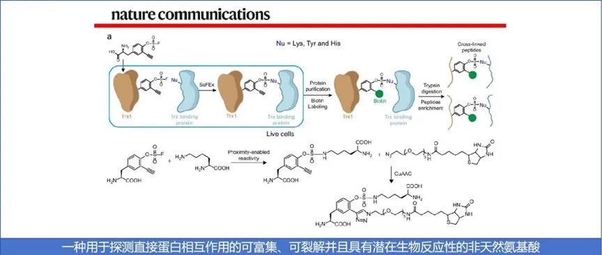 Nat. Commun.|一种用于探测直接蛋白相互作用的可富集、可裂解并且具有潜在生物反应性的非天然氨基酸