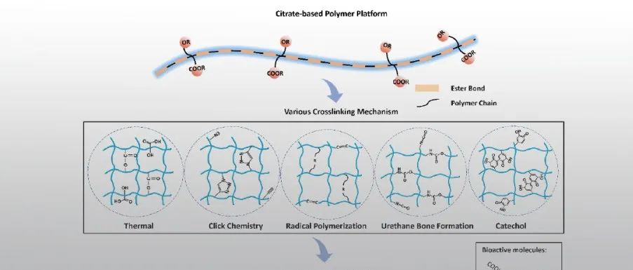 西湖大学杨健教授团队 Adv. Mater. 综述：柠檬酸-连接细胞机制和生物材料创新的新纽带