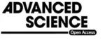 温州医科大学陈一杰教授Adv.Sci.：基于红细胞膜仿生纳米平台用于克服IgM或IgG介导的不兼容输血