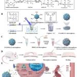 【案例解析】《Materials Today Bio》：如何利用GelMA水凝胶微球促进血管化骨再生