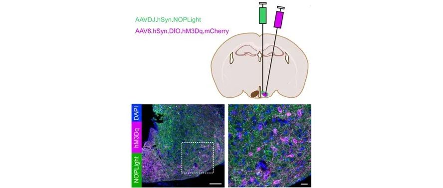 文献分享|Nature Communications：开发用于探测内源性伤害感受素阿片肽释放的基因编码传感器