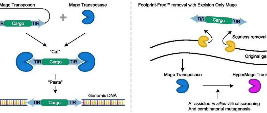 文献速递| Nucleic Acids Research| Mage转座子：哺乳动物细胞的新型基因传递系统