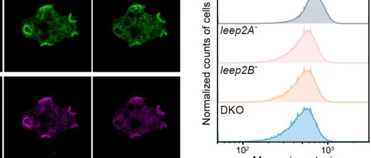 【科技前沿】Journal of Cell Biology | 蔡华清研究组揭示巨胞饮结构形成的分子调控机制