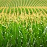 中国农业大学博士生以第一作者在The Plant Cell发文揭示玉米根系响应低氮的分子机制