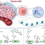 JACS：生物正交标记和富集组蛋白单胺化以揭示其在癌细胞染色质中的积累和调节功能