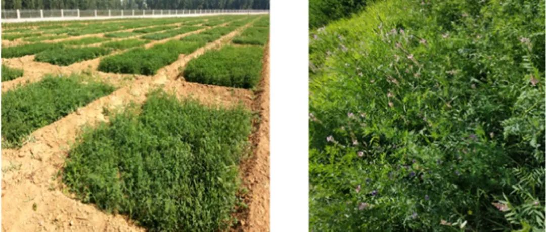 豆禾牧草混播丨AGRON SUSTAIN DEV：低豆禾混播率与磷肥相结合可提高管理草地的牧草产量和土壤质量