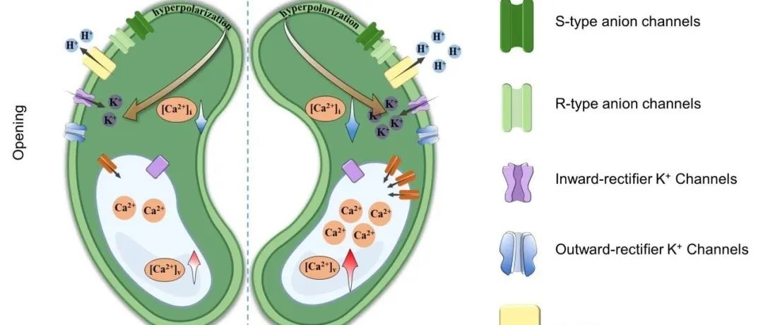 JIPB | 浙江大学农业与生物技术学院王一州课题组揭示液泡膜钙离子ATPase在调节气孔行为和增强植物耐旱性中的重要作用