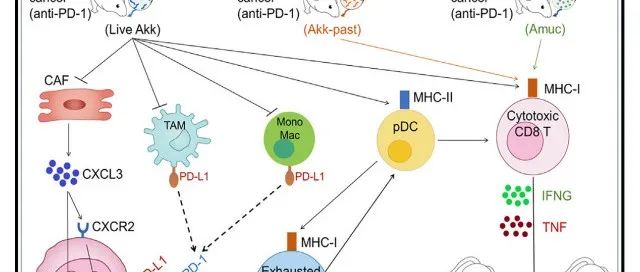 Cell Reports | 复旦大学附属浦东医院/浙江省人民医院揭示Akk菌增强抗PD-1免疫疗法的肿瘤生态系统景观