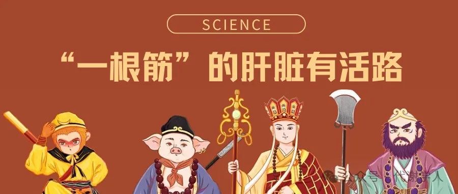 Science：“一根筋”的肝脏有活路