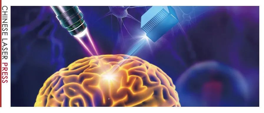封面 | 看得更深的生物组织成像技术：1700 nm波段多光子成像
