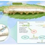 Innovation | 中国科学院王四宝团队揭示真菌杀死昆虫的新途径