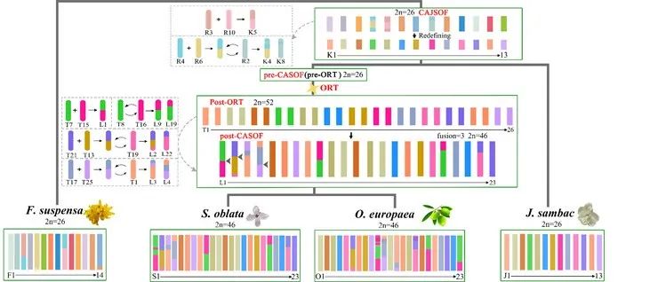 华北理工大学王金朋教授研究团队揭示：木犀科植物多样化背后的重要基因组进化事件