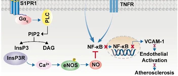 Nature Metabolism | 山东大学孙金鹏团队合作揭示EPA代谢产物17,18-EEQ缓解动脉粥样硬化的作用机制