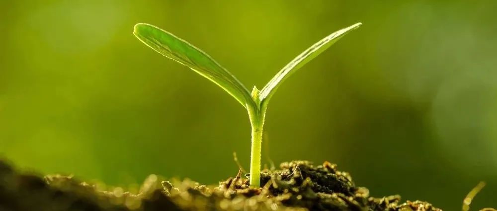 Nature Microbiology最新文章 | 土壤微生物多酚代谢是碳循环的一个重要环节