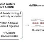Nature Biotechnology | 清华大学蓝勋/李寅青/朱明团队合作推出通用型基因编辑脱靶检测技术
