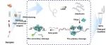 CEJ：一种Argonaute驱动的离心微流控传感器，用于病原微生物快速、高灵敏与多重检测