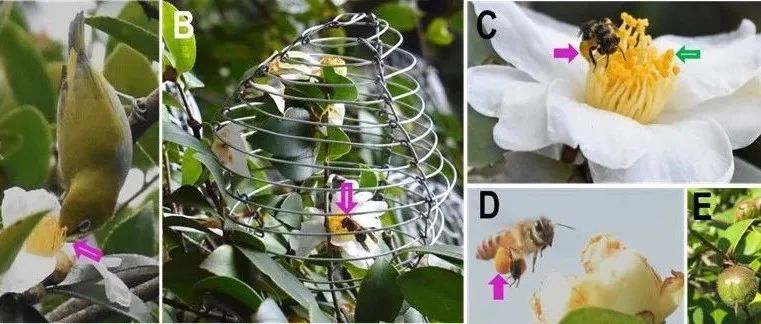 JIPB | 华中师范大学黄双全团队提出油茶花粉是引起家养蜜蜂幼虫中毒的主因