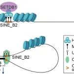 Genome Biol | 复旦大学江燕课题组合作研究揭示SETDB1调控神经前体细胞中短散在核元件和染色质环构象的分子机制