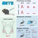 Neuron | 中国科学院朱英杰团队发现外侧隔核脑区调控奖赏和甲基苯丙胺成瘾的关键机制