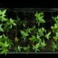 RAPID--一种基于植物主动更新能力的简单高效的植物转化方法